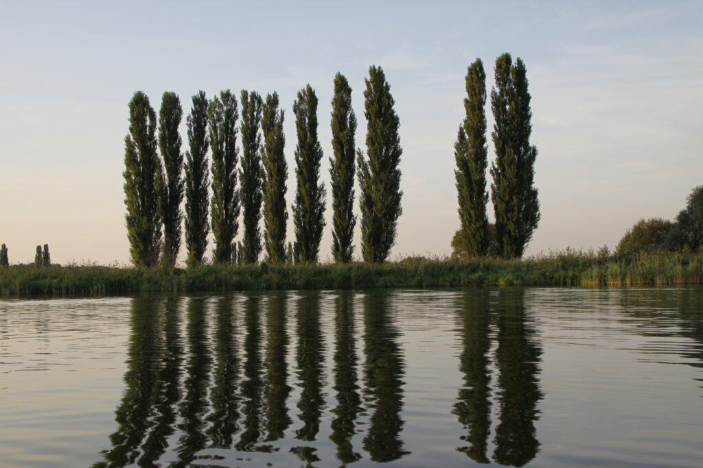 Pappeln am Ufer der Havel in der Nähe von Phöben