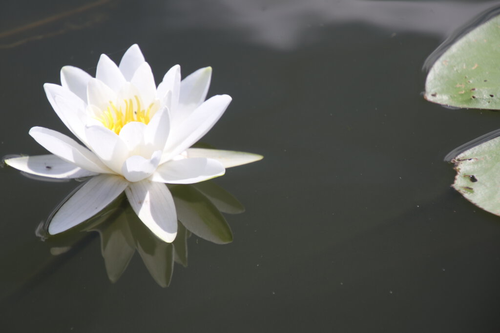 Weiße Seerosenblüte auf der Havel bei Ketzin