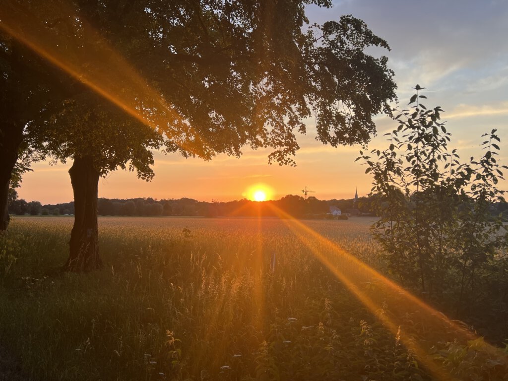 Sonnenuntergang über dem Lindenweg in Potsdam-Golm