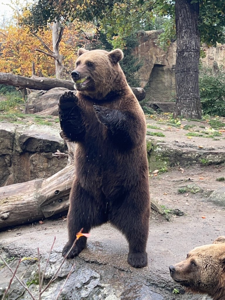 Ein Braunbär stellt sich im Zoo Berlin auf seine zwei Füße. Ein zweiter liegt daneben und schaut zu