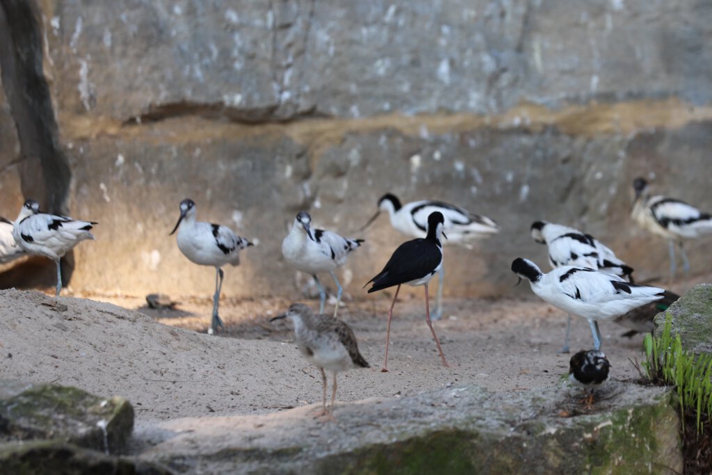 Nahaufnahme von Stelzenläufern im Zoo Berlin