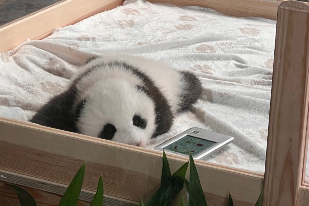 Pandamädchen Leni ist auf dem Foto drei Monate alt. Der Berliner Zoo zeigte es im Oktober 2024 ohne ihre Zwillingsschwester Lotte