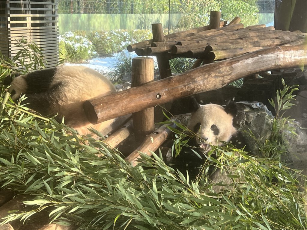 Pit und Paule, Pandazwillinge im Zoo Berlin
