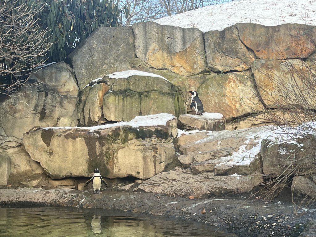 Punguine im Zoo Berlin