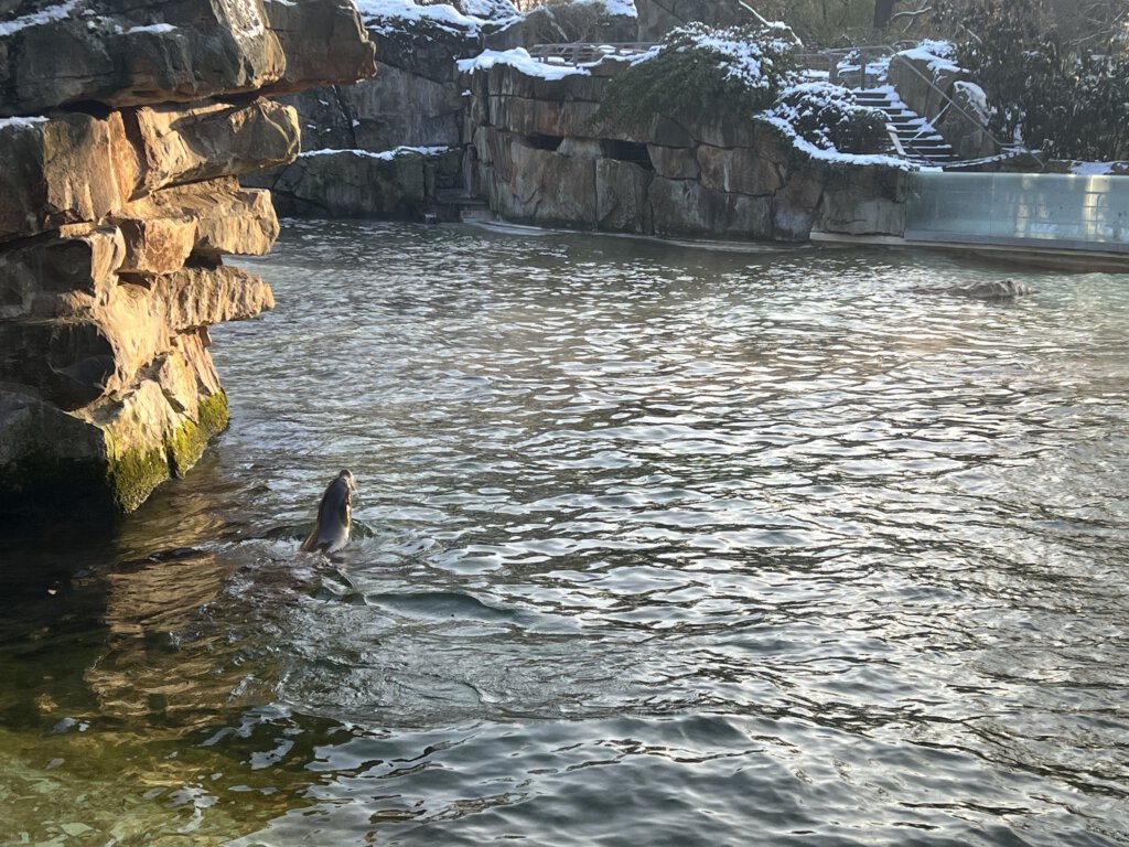 Seelöwen im Zoo Berlin
