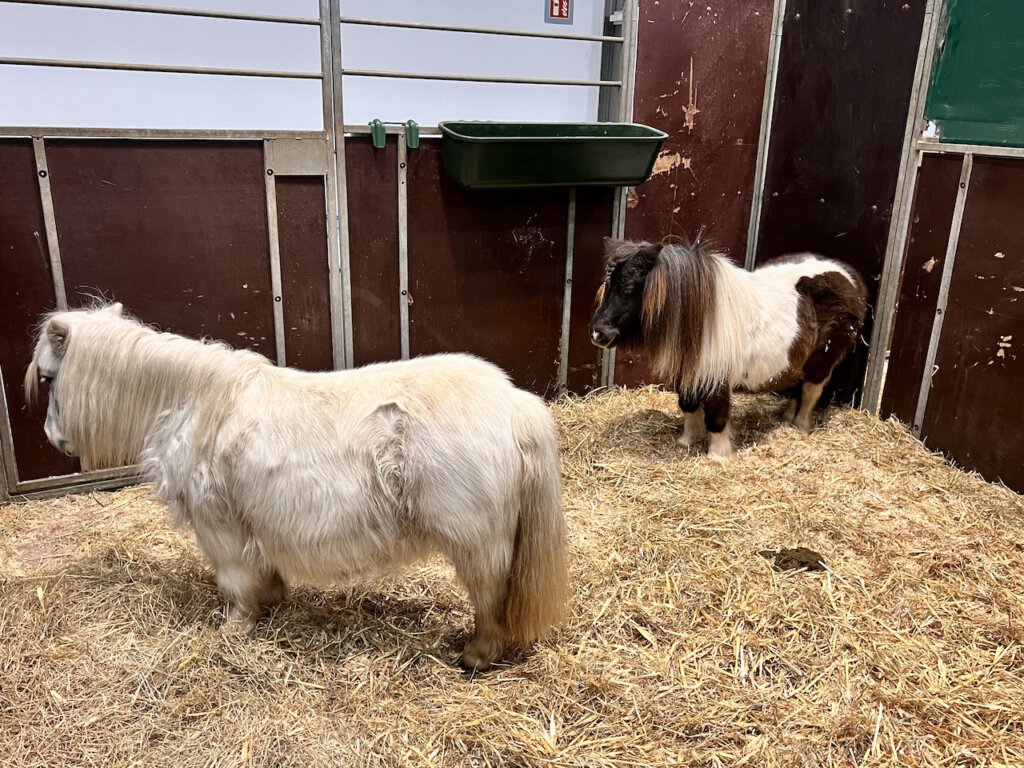 Grüne Woche in Berlin: Shetland Ponys