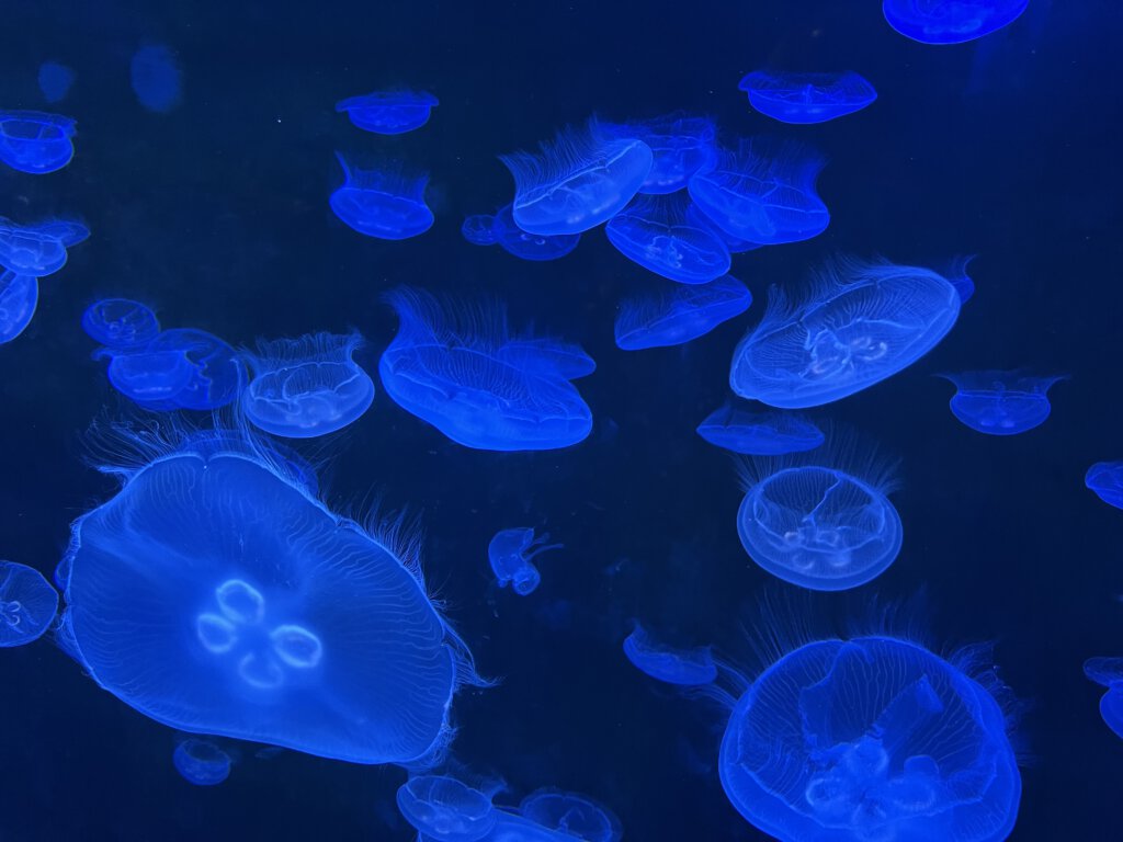 Quallen im Aquarium Zoo Leipzig