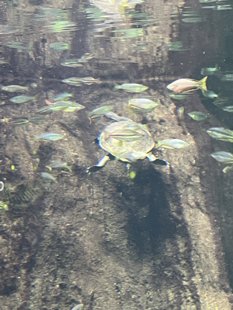 Schildkröten beim Schwimmen. Gondwanaland Leipzig