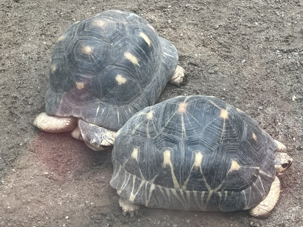 Zwei Schnabelbrust-Schildkröten im Gondwanaland Leipzig