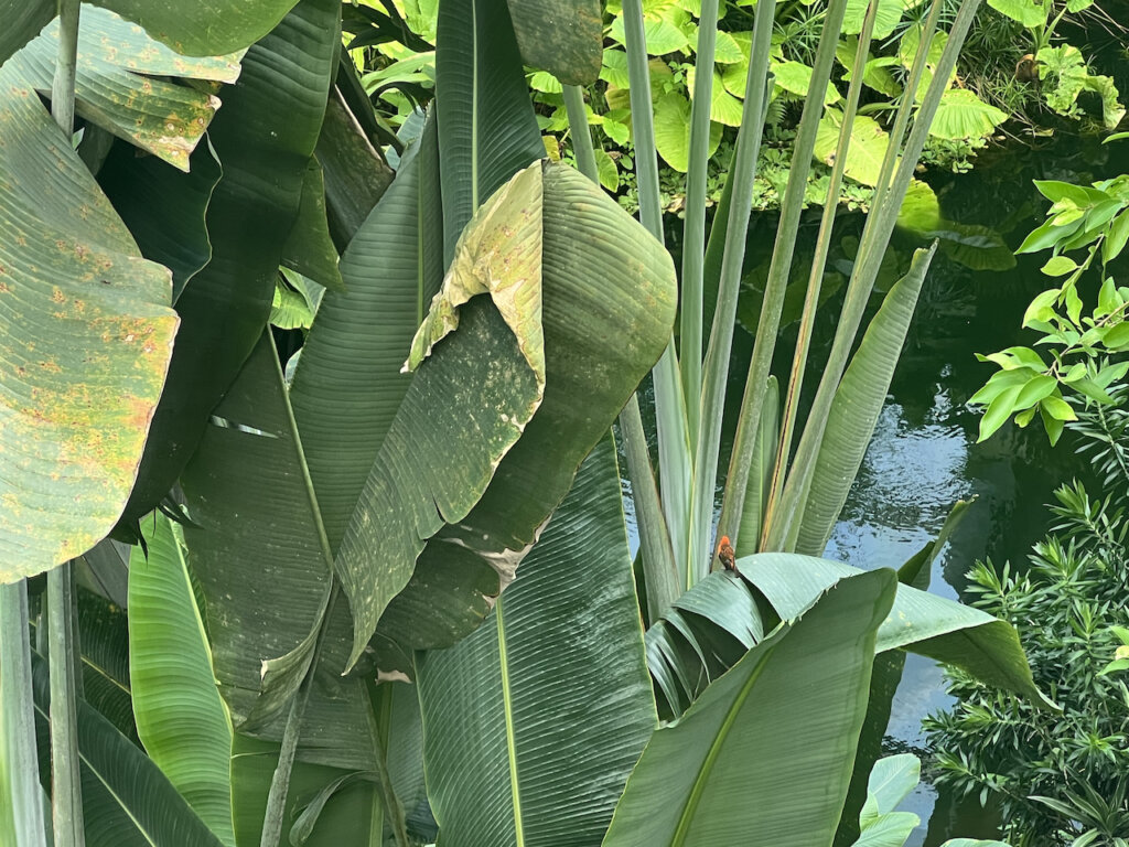 Bananenstauden. Gonadwanaland Leipzig