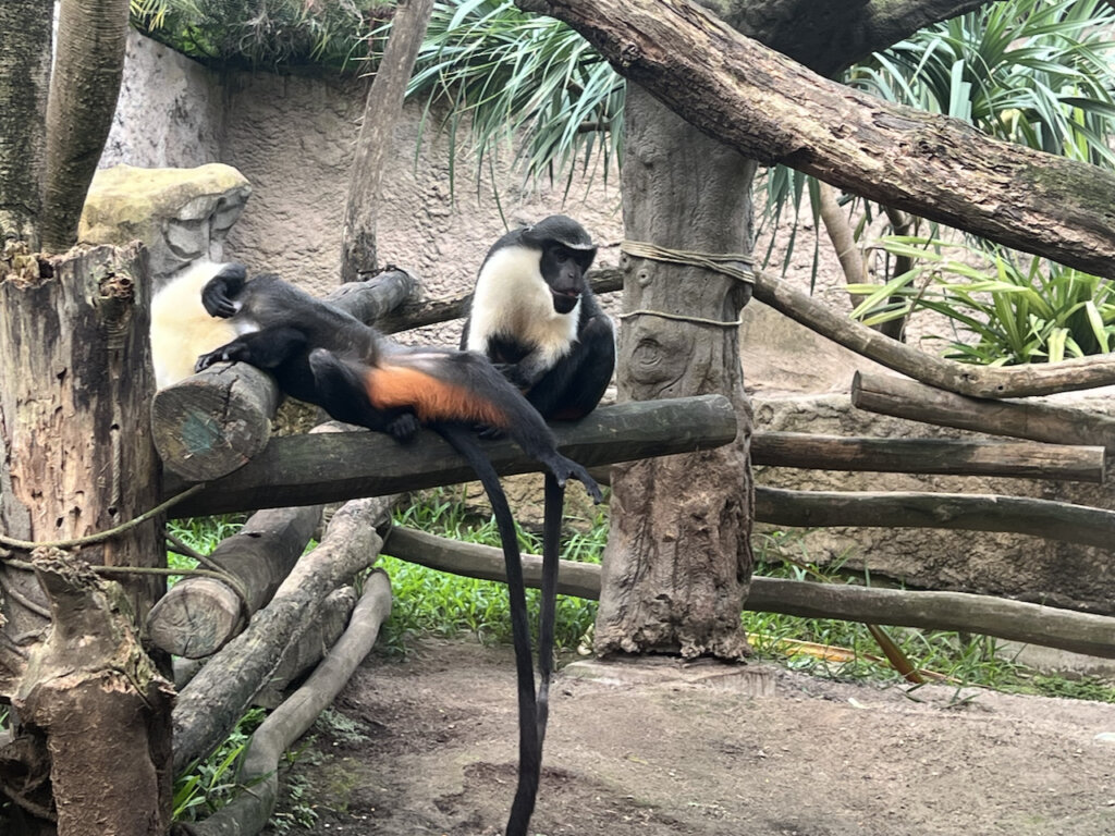 Dianameerkatzen sitzen auf einem Ast im Gondwanaland Leipzig