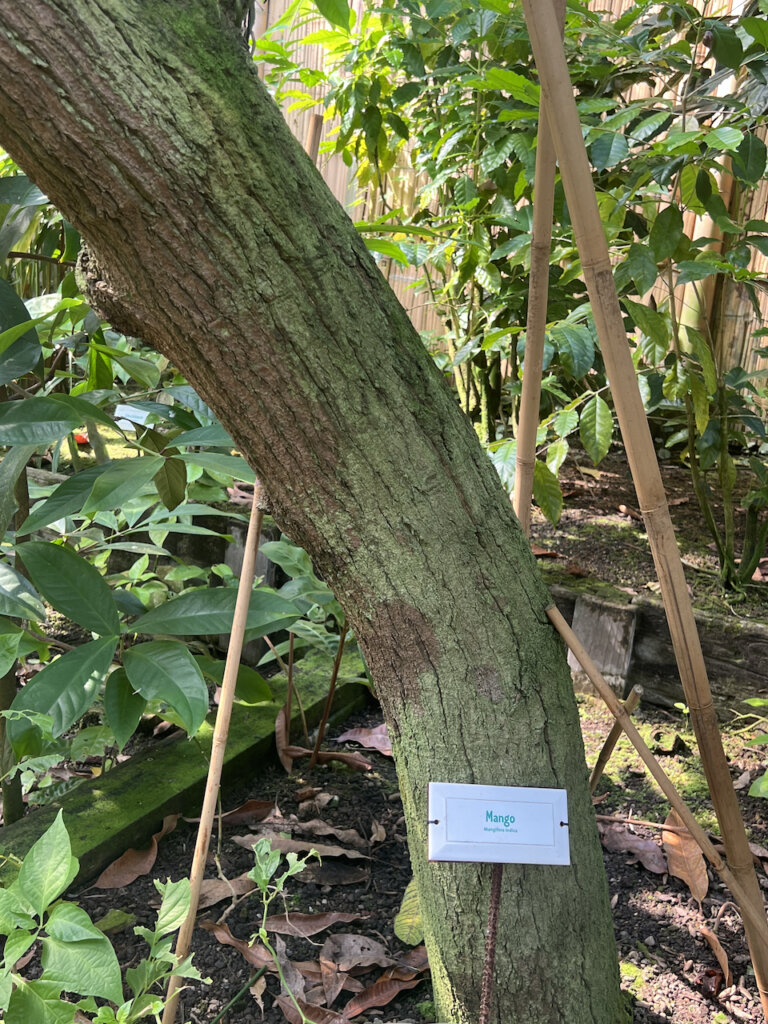 Mangobaum. Gondwanaland Leipzig