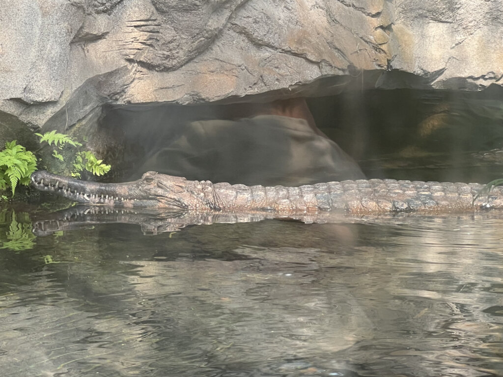 Krokodil. Gondwanaland Zoo Leipzig