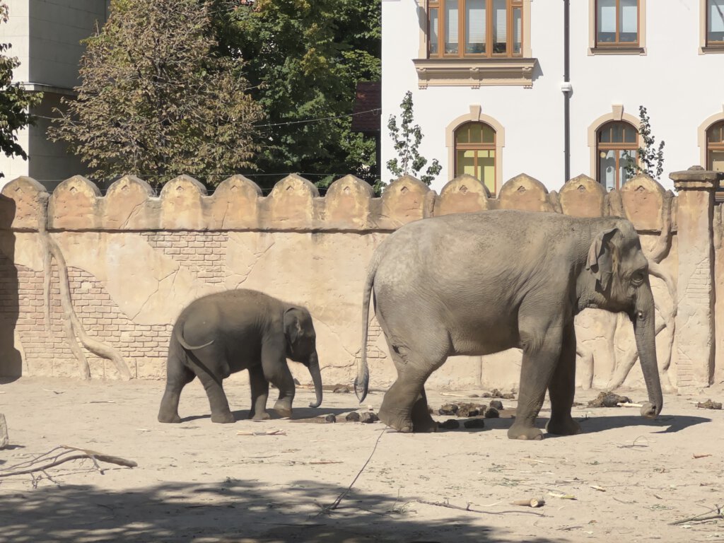 Elefanten im Zoo Leipzig