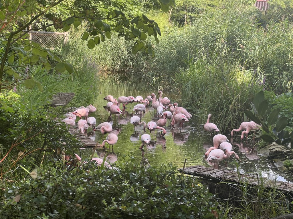 Zwergflamingo im Zoo Leipzig