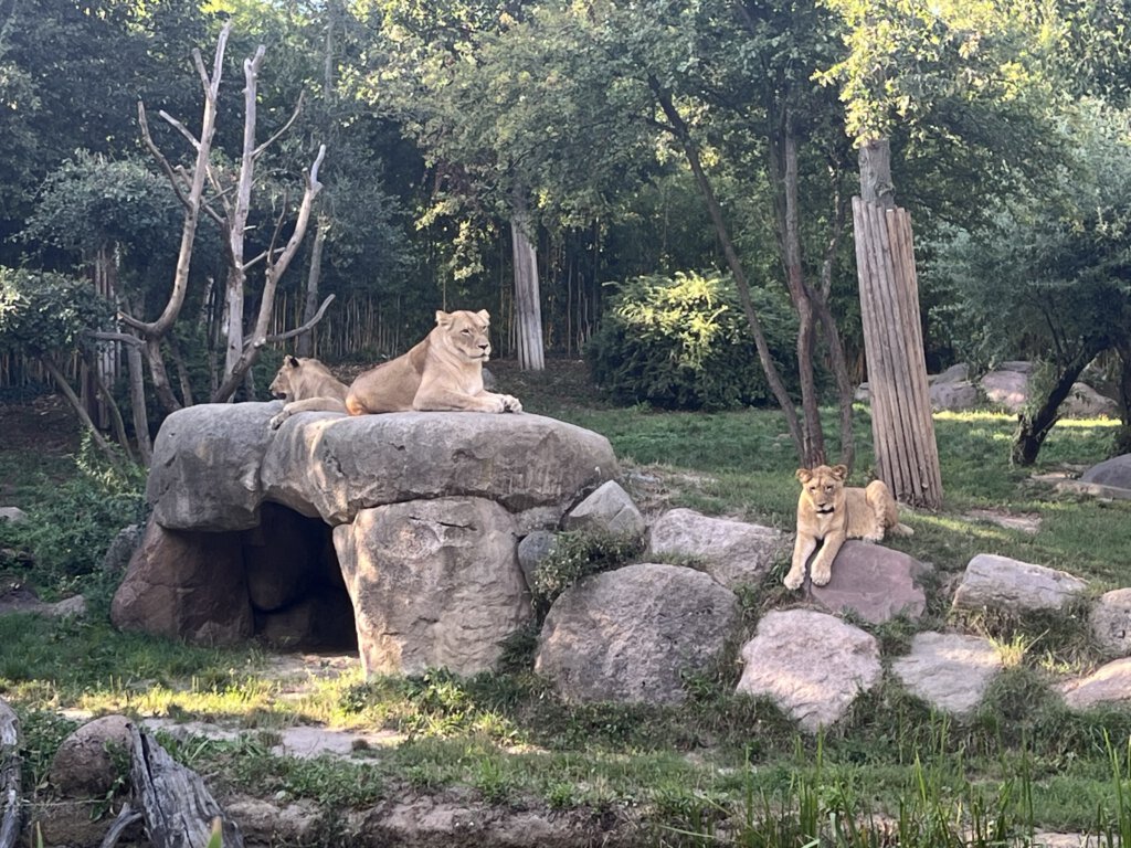 Löwen im Zoo Leipzig