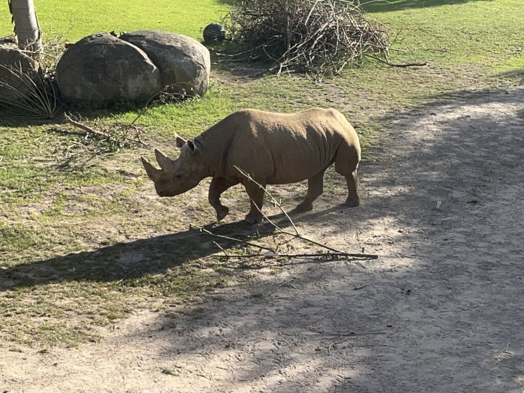 Spitzmaulnashorn im Zoo Leipzig