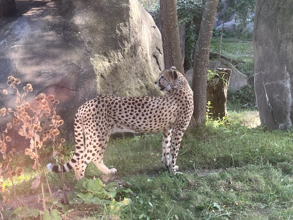 Gepard im Zoo Leipzig