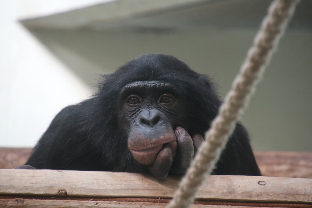 Schimpanse im Zoo Berlin