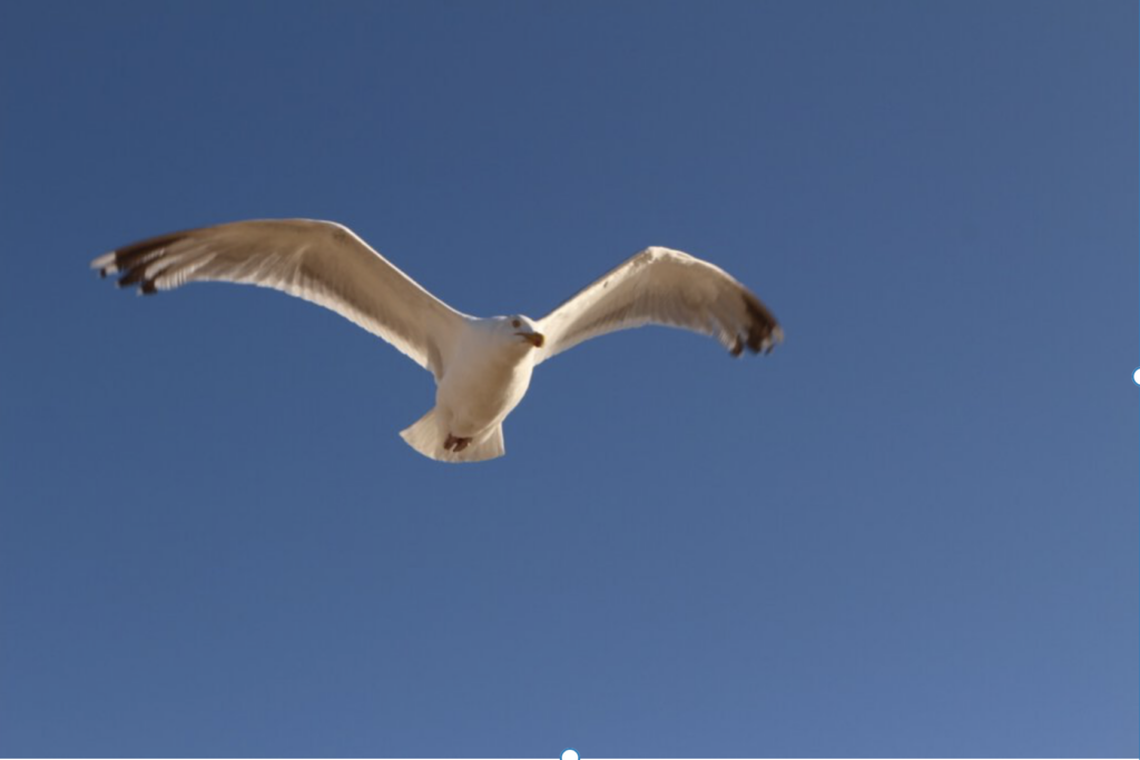 Möwe im Landeanflug. Holländische Nordseeküste