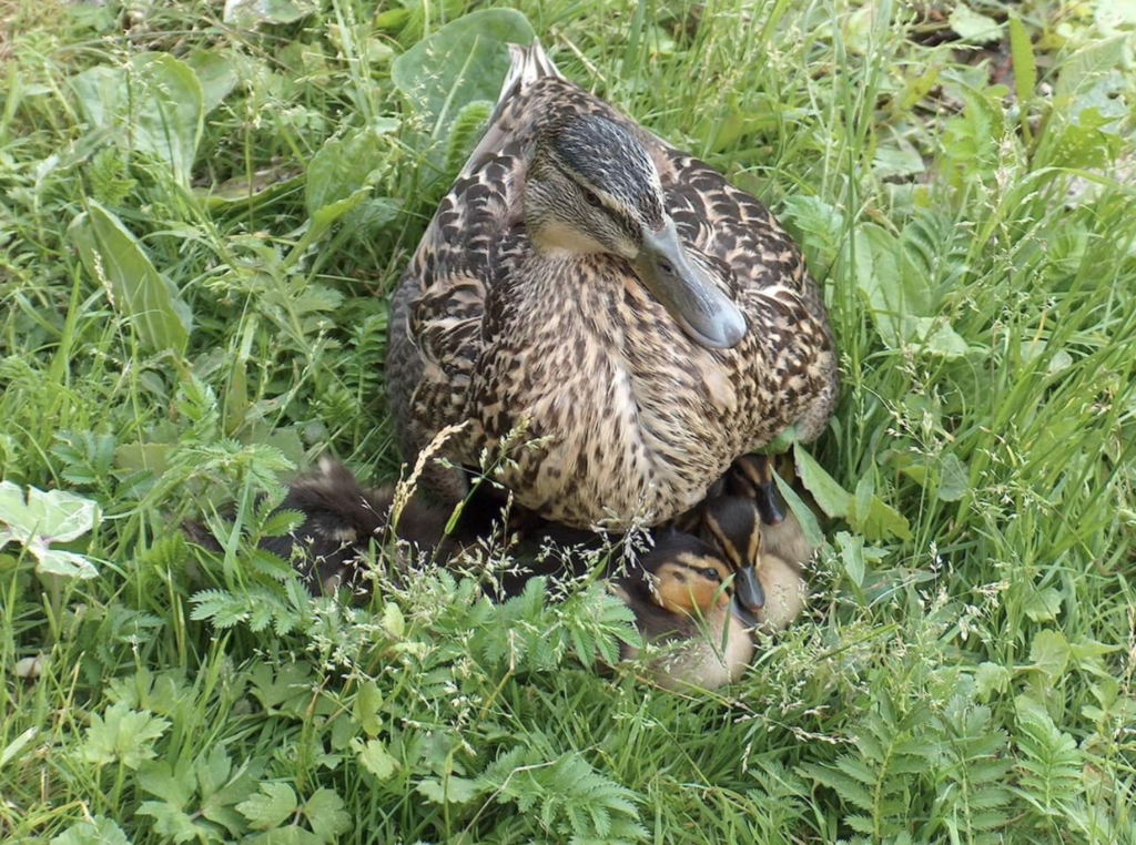 Stockente mit Jungen am Templiner See