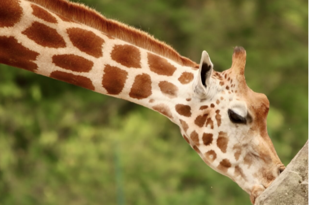 Tierpark Berlin: Giraffe beim Fressen