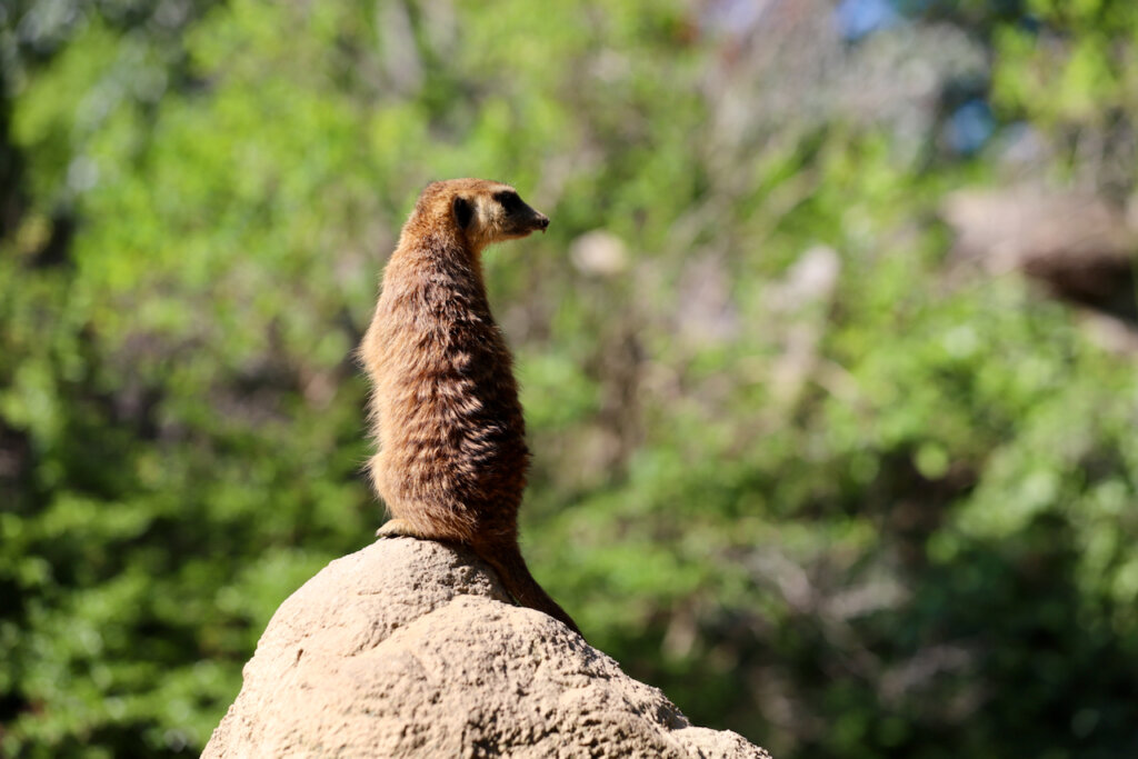 Erdmännchen hält Wache. Zoo Berlin