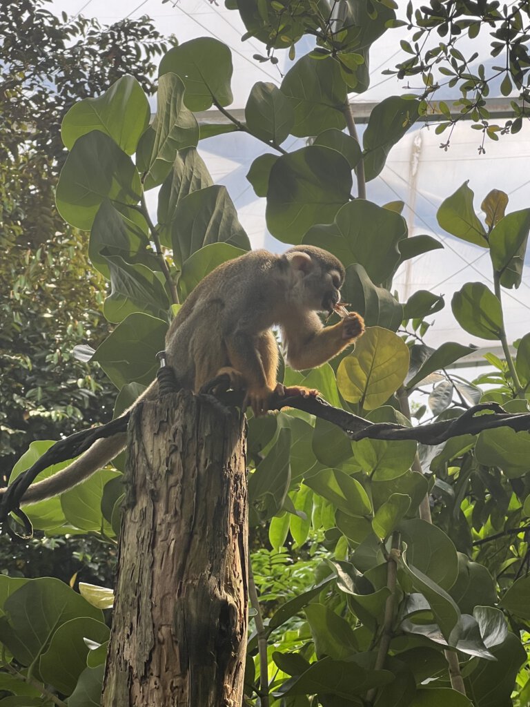 Totenkopfäffchen. Gondwanaland im Zoo Leipzig