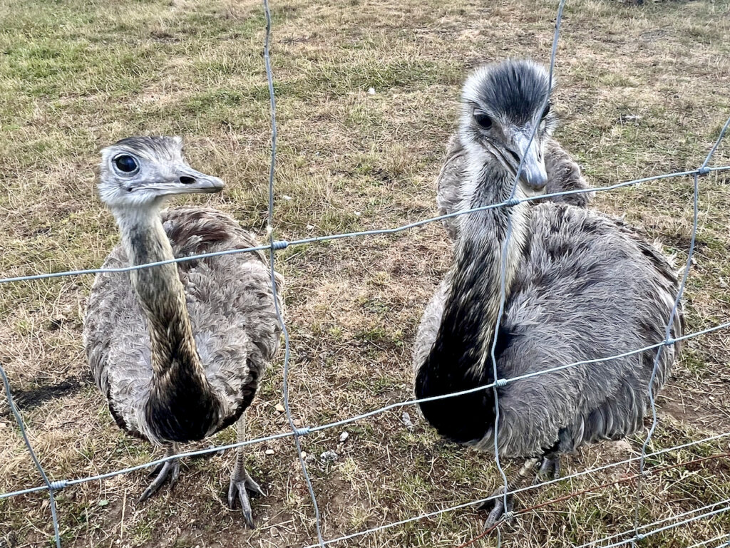 Nandus auf einem Feld bei Coswig