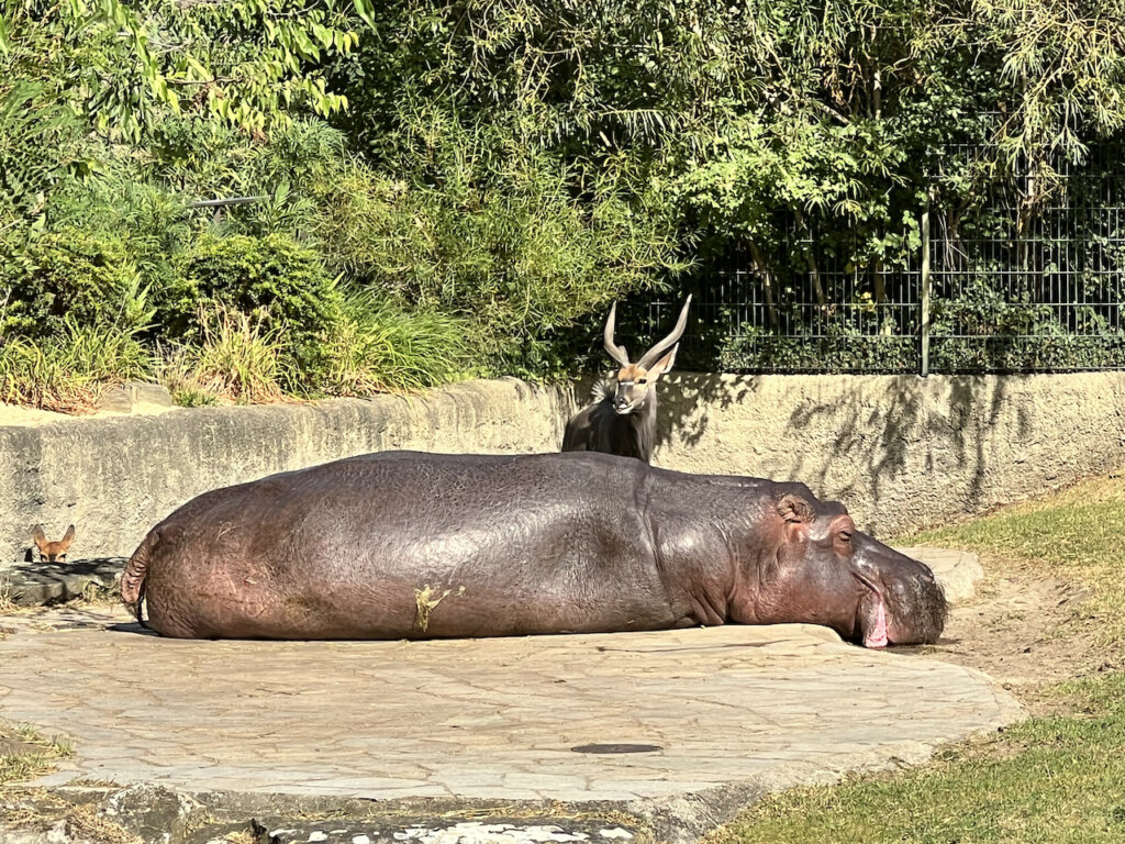 Schlafendes Flusspferd mit Nyala in einer WG. Zoo Berlin