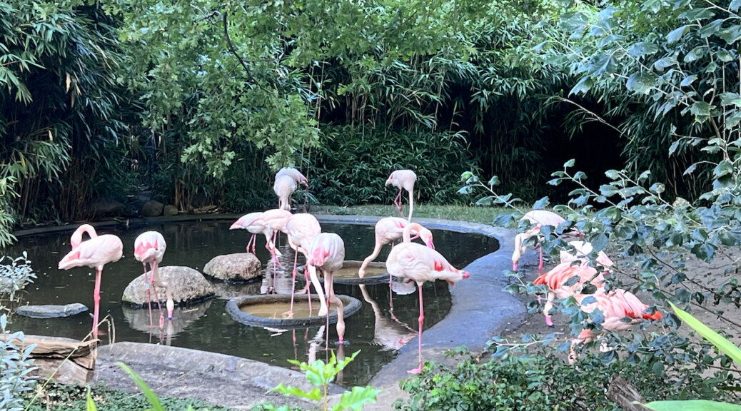 Flamingos im Zoo Berlin