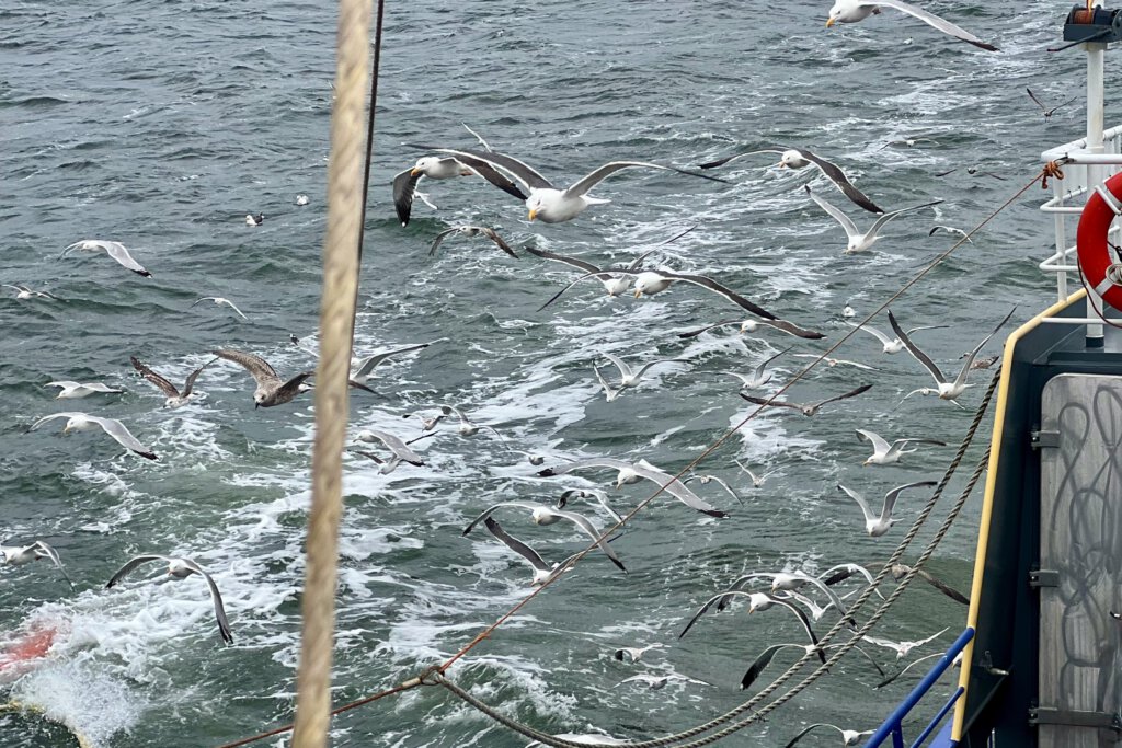 Möwen umkreisen einen Fischkutter in der Hoffnung auf Futter
