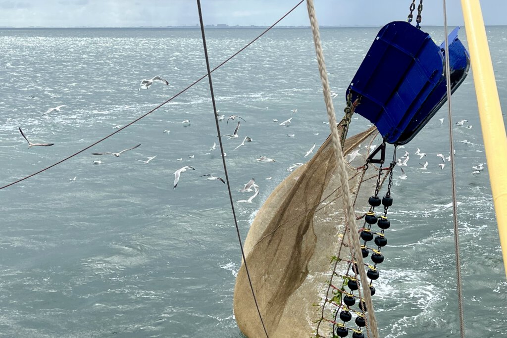 Das Netz eines Fischkutters wird nach dem Fang aus dem Wasser gezogen. Möwen umkreisen es, in der Hoffnung auf Beute