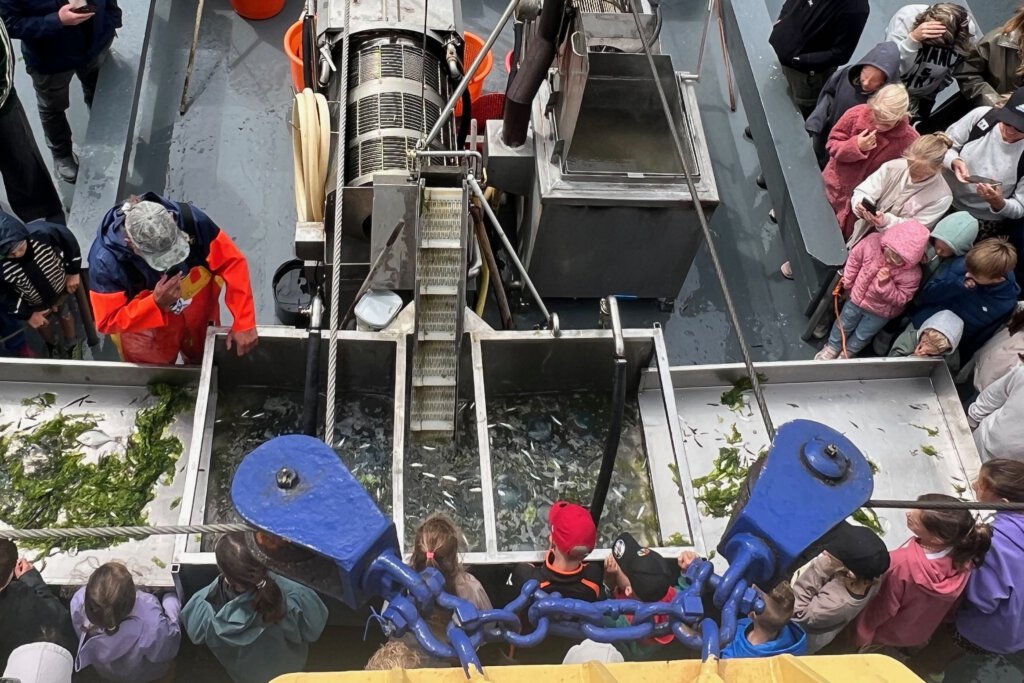 Nach dem Fischen wird ein Fang auf einem Fischkutter automatisch sortiert. Die Gäste schauen zu