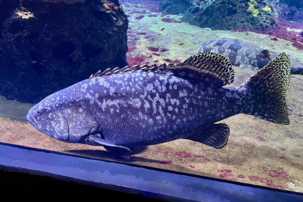 Großer Zackenbarsch im Aquarium Berlin