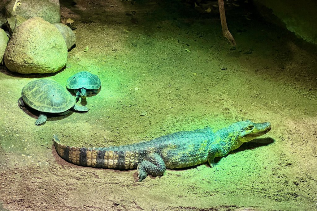 Ein Kaiman und zwei Sumpfschildkröten leben friedlich im Aquarium Berlin zusammen