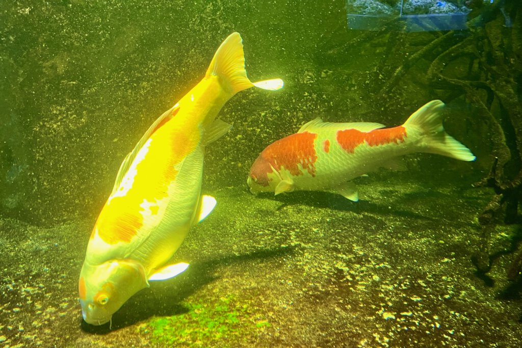 Zwei Koi Karpfen mit den Farben Gelb und Orange leben im Aquarium Berlin