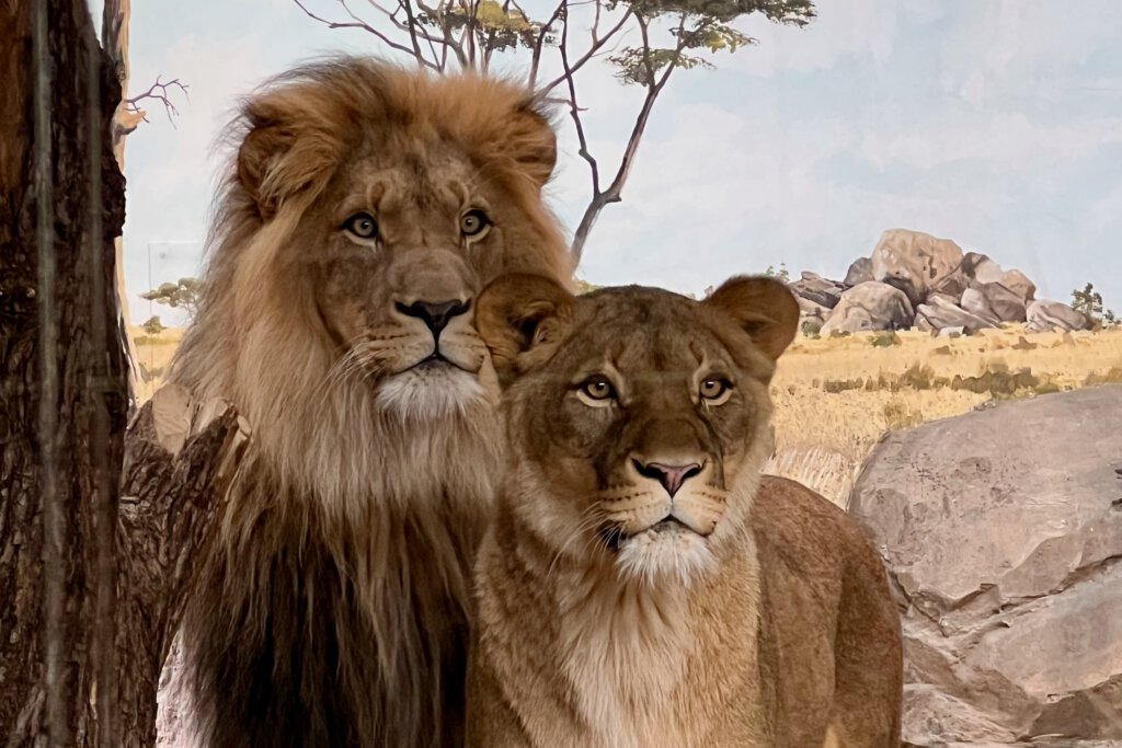 Löwengeschwister im Zoologischen Garten in Berlin