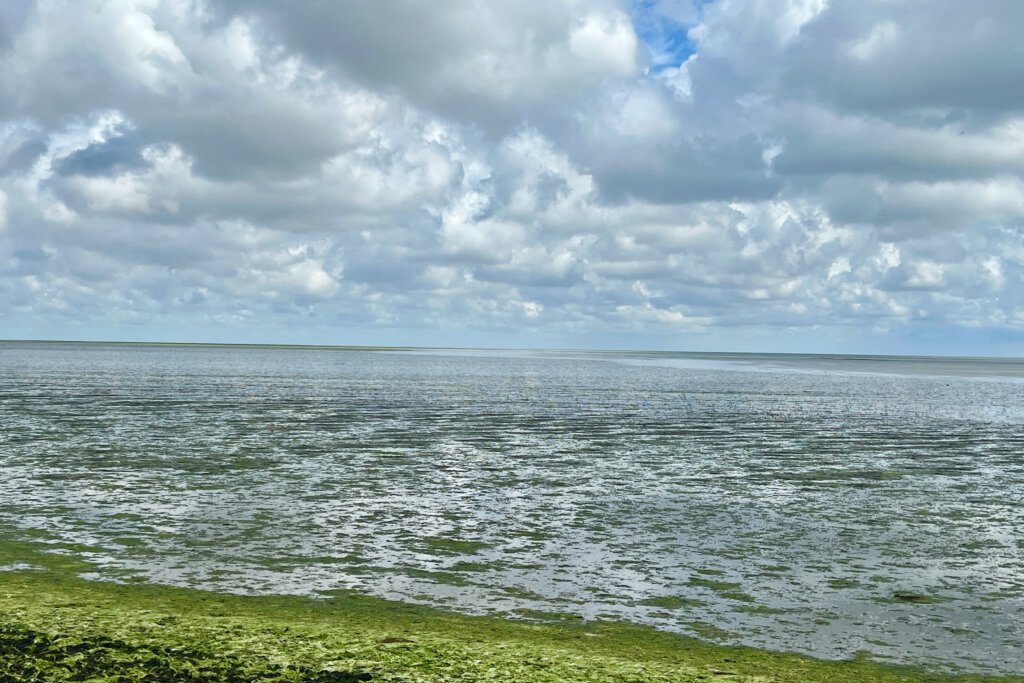 Blick auf den grünen Schlick des Wattenmeers bei Osterend auf der Insel Texel. Es ist Ebbe