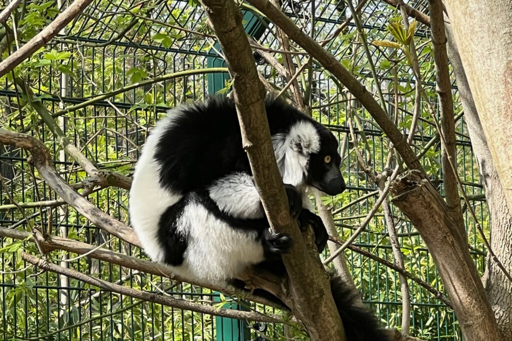 Ein Vari sitzt auf einem Baum. Er hat ein schwarz-weißes Gefieder und schaut zur Seite.