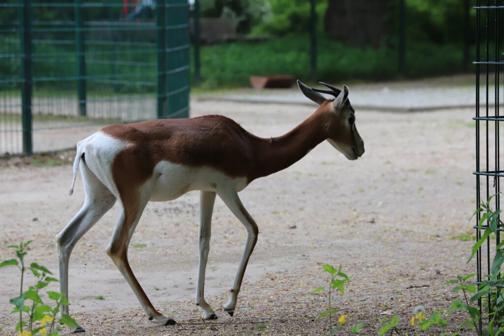 Gazelle im Tierpark Berlin