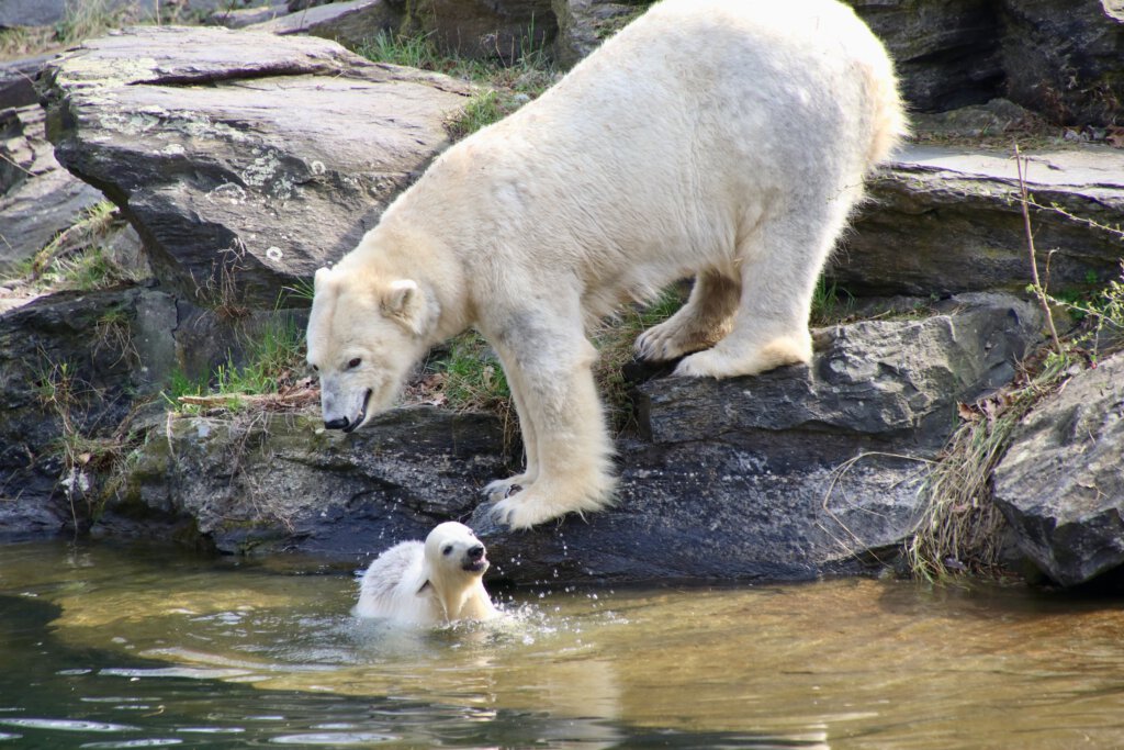 Eisbärmutter Tonja und Eisbärbaby Hertha im Tierpark Berlin. 2019.