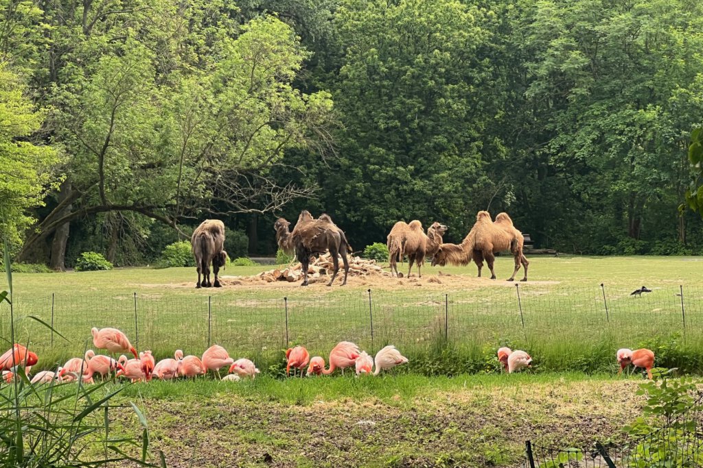 Im Vordergrund Flamingos, im Hintergrund Trampeltiere in einem großen freien Gehege im Tierpark Berlin