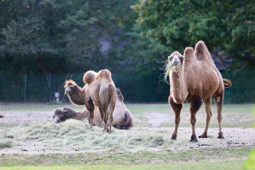 Trampeltiere im Tierpark Berlin