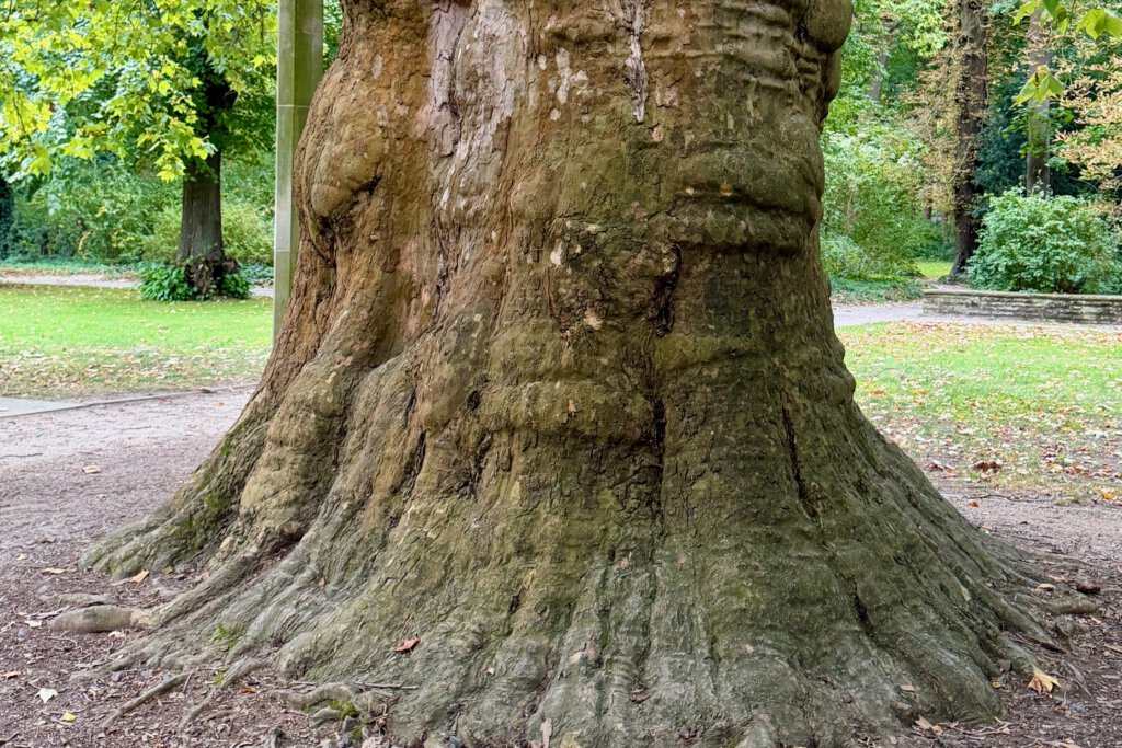 Stamm einer Platane: Der Baum ist mehr als 200 Jahre alt und steht im Schlosspark von Schönhausen