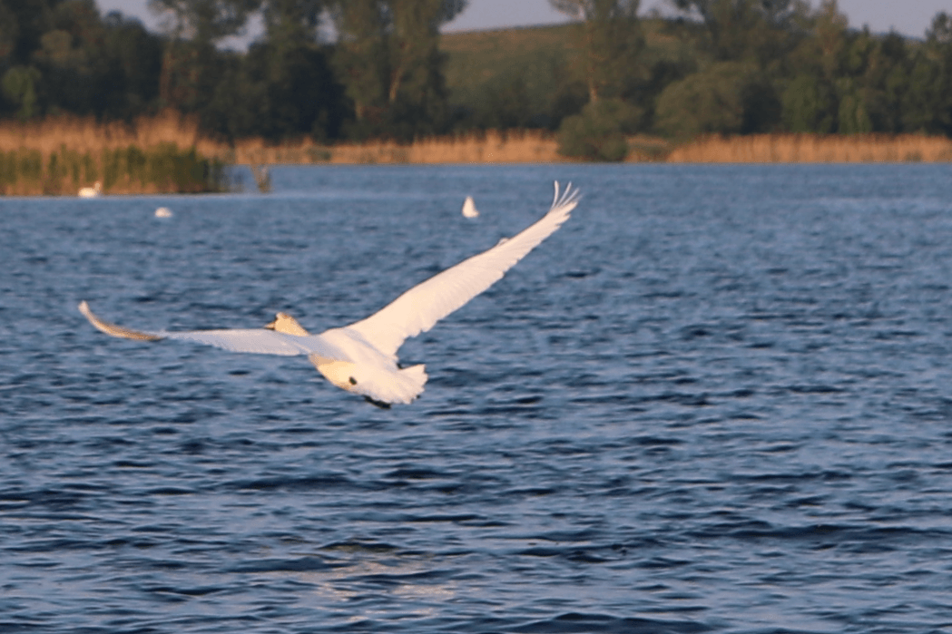 Havel - 1 (2)