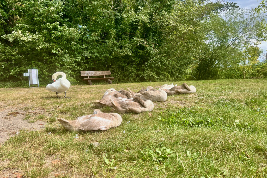 Eine Schwanenfamilie liegt am Ufer des Petzinsees auf der grünen Wiese eines naturbelassenen Badestrandes.