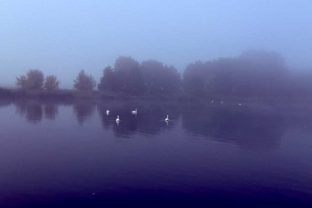 Die Havel an einem nebligen Morgen. In der Mitte des Bildes sind vier Schwäne zu sehen.