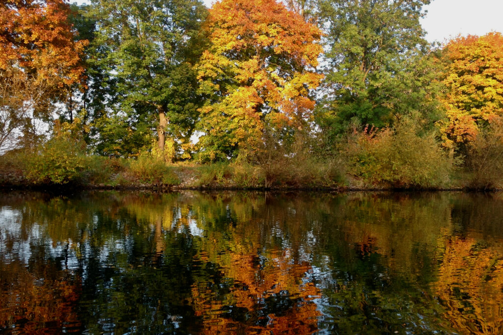 Herbstlich gefärbte Laubbäume spiegeln sich im glatten Wasser.