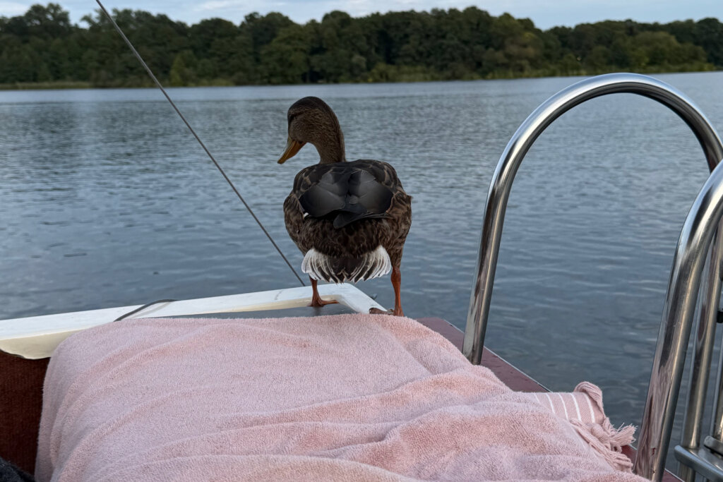 Eine Stockente steht am Randes eines Motorbootes auf dem Glindower See in Werder (Havel).